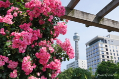 山下公園-115