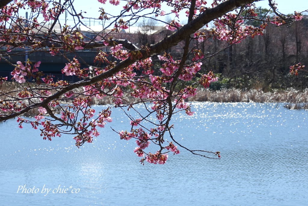 三浦海岸の河津桜-129