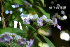 瀬戸神社～山あじさい-393