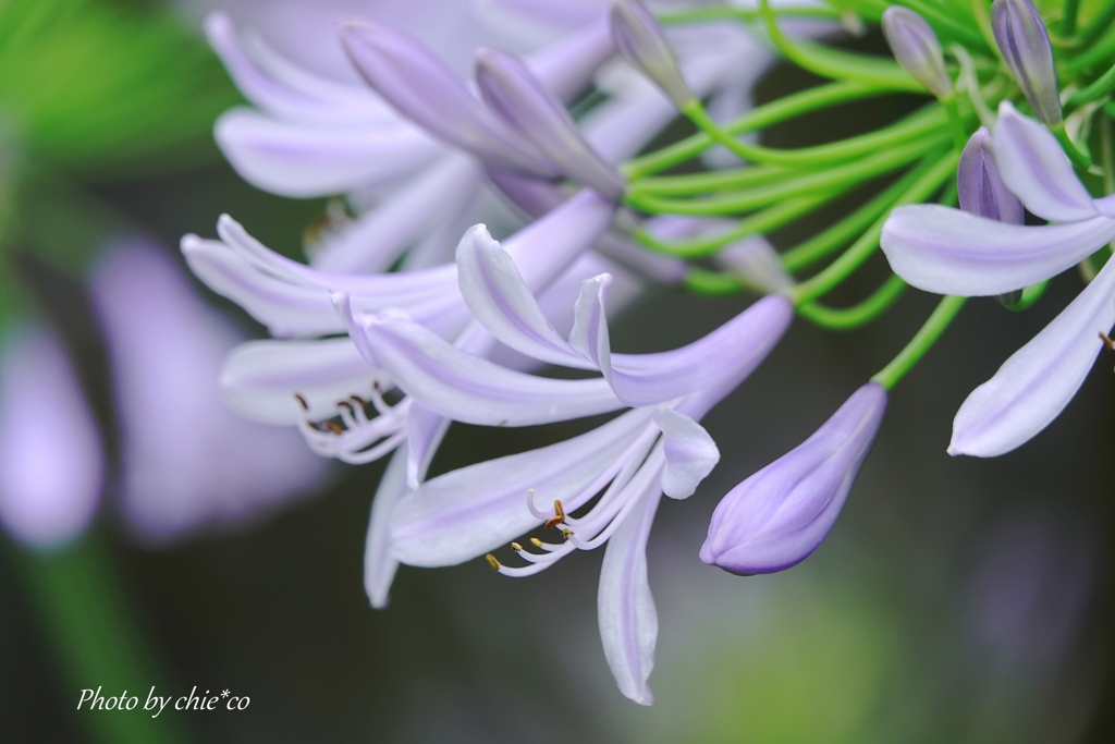 鎌倉 大巧寺-041