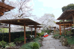 鎌倉～桜の季節-276