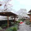 鎌倉～桜の季節-276