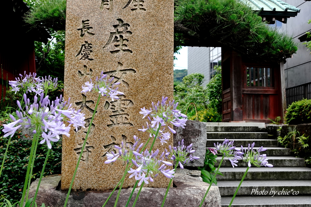 鎌倉 大巧寺-044