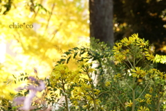 ツワブキの花。。