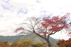 箱根美術館庭園-199