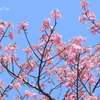 三浦海岸-228