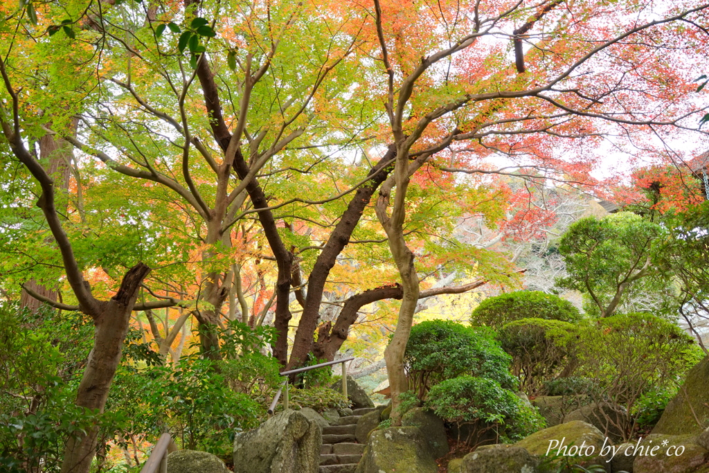 鎌倉 報国寺-002