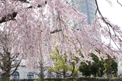 山下公園-150