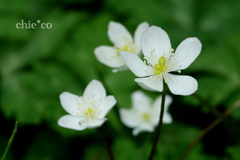 箱根湿生花園-233