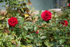 山手イタリア山庭園-008