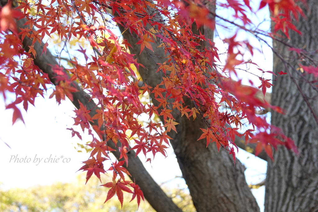 山手イタリア山庭園-160