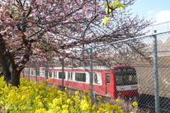 三浦海岸の河津桜-131
