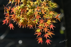 三渓園-426