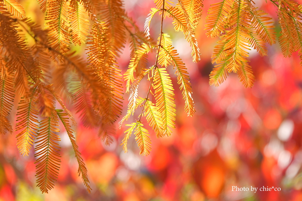 山手イタリア山庭園-177