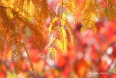 山手イタリア山庭園-177