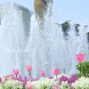 山下公園の花たち-010