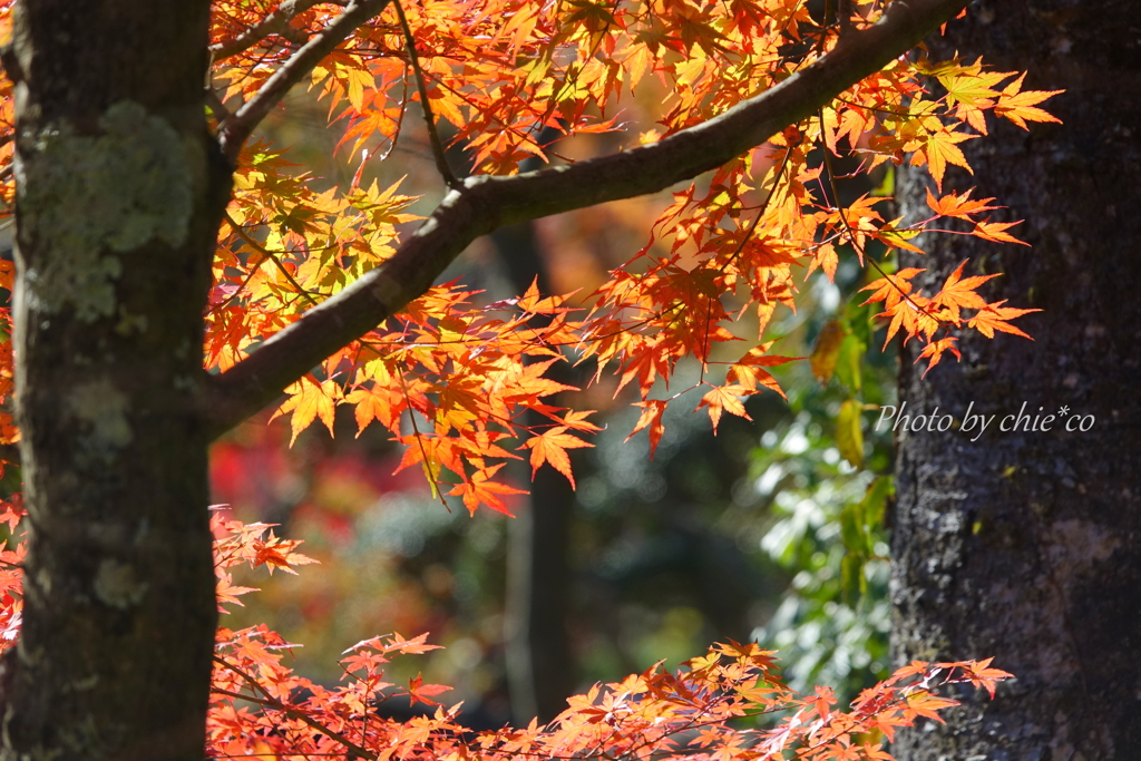 箱根美術館庭園-079