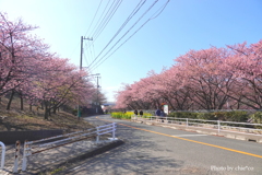 三浦海岸の河津桜-125