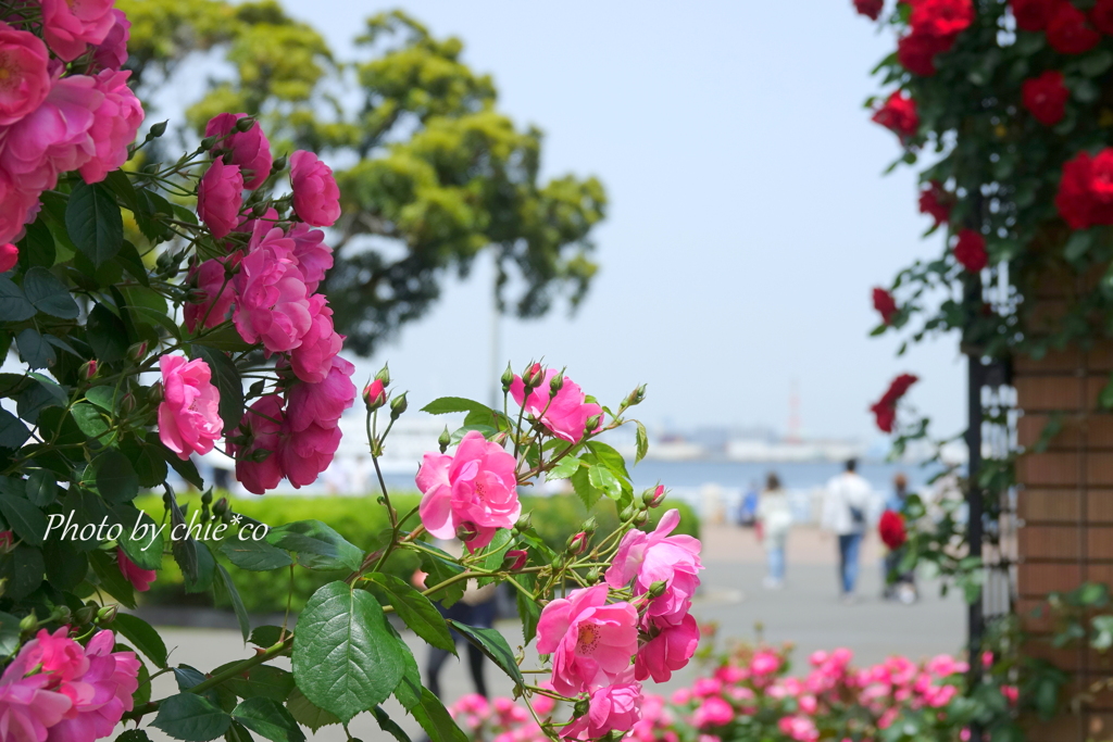横浜 Rose Week-260
