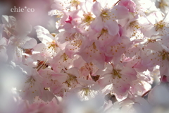 春めき桜-147
