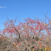 吾妻山公園-167