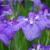 堀切菖蒲園-179