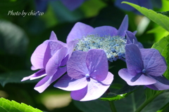 イタリア山庭園-183