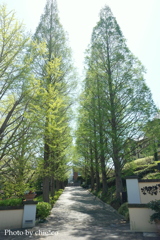 山手イタリア山庭園-132