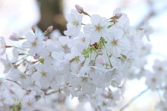 横浜＊桜さんぽ-220