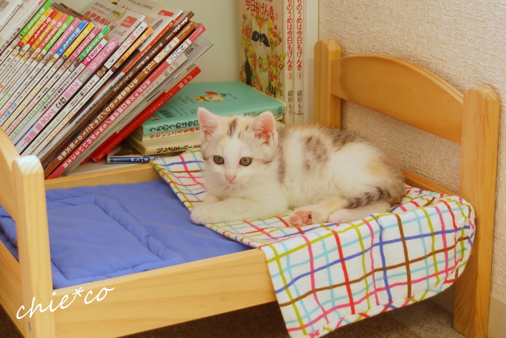 cuteな仔猫。。５