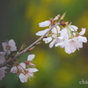 春めき桜-178