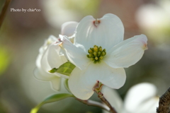 山手イタリア山庭園-110