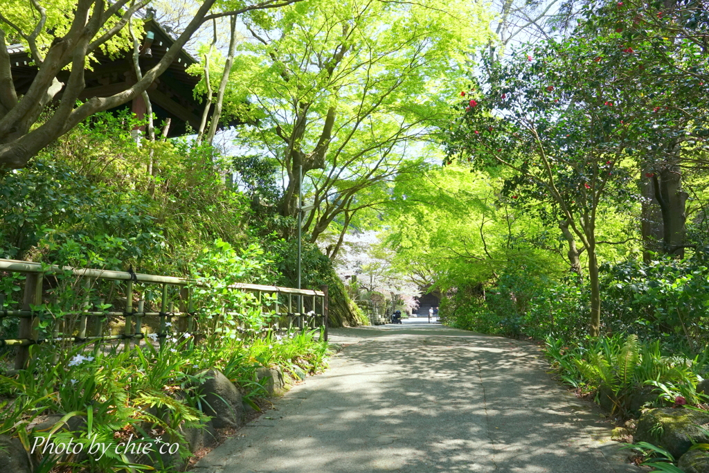 鎌倉-218