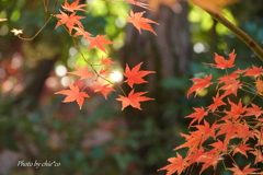DSC03934-001