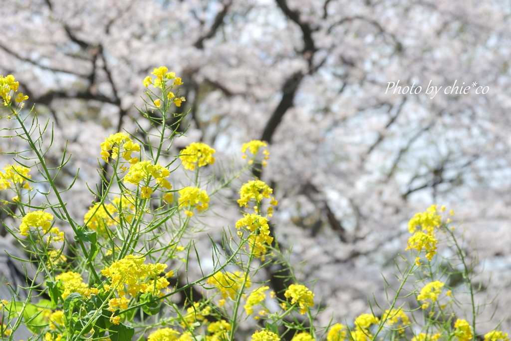 横浜＊桜さんぽ-226