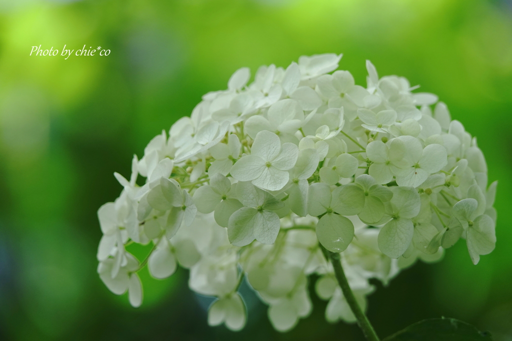 鎌倉一条恵観山荘-152