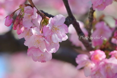 三浦海岸の河津桜-107