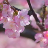 三浦海岸の河津桜-107