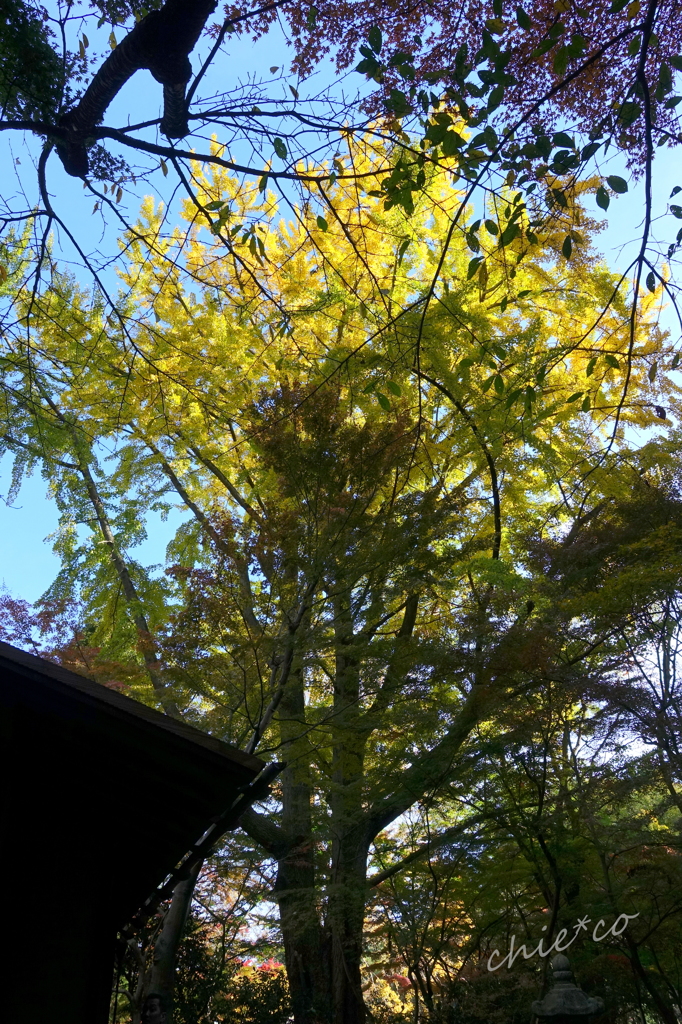 三渓園-421