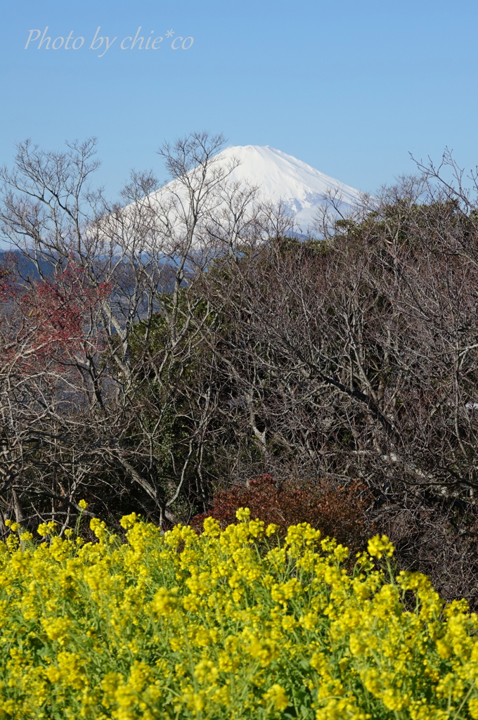 吾妻山公園-150