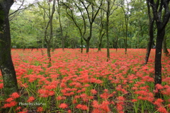 巾着田曼殊沙華公園-017