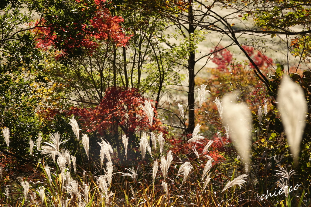 箱根湿生花園-219