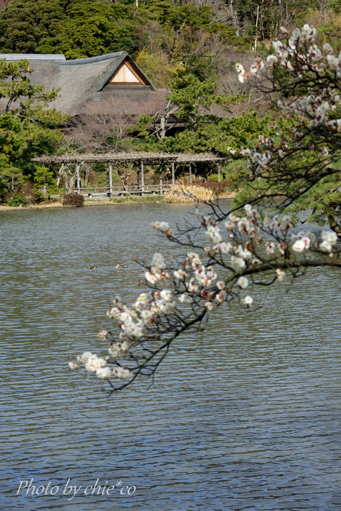 三渓園-215