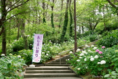 横浜八景島-245