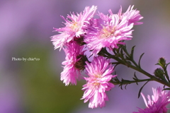 山手イタリア山庭園-189