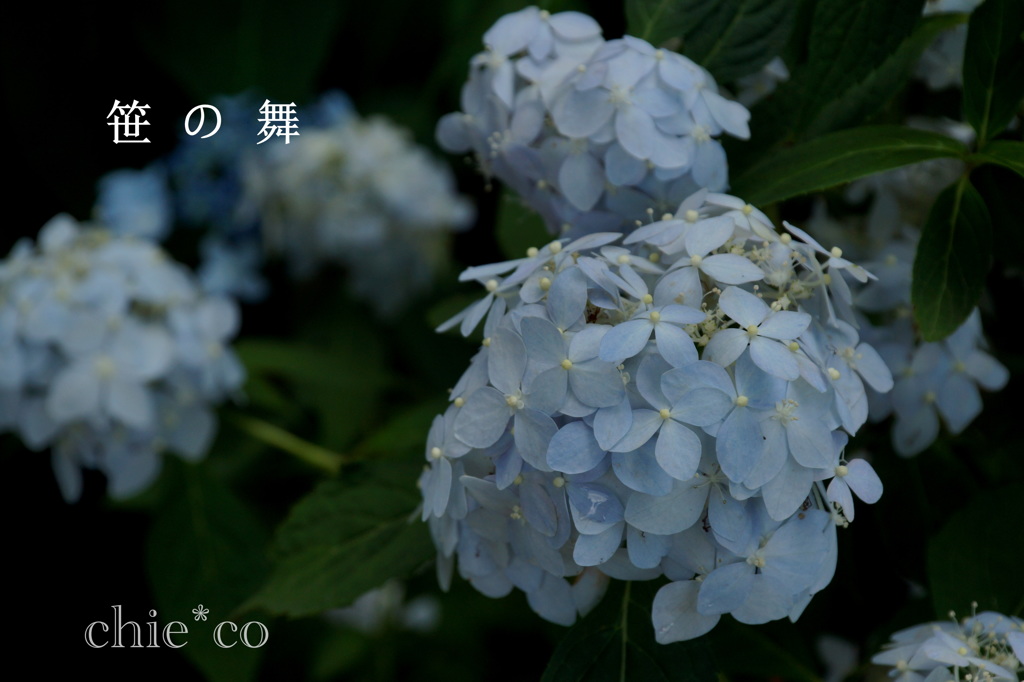 瀬戸神社～山あじさい-440