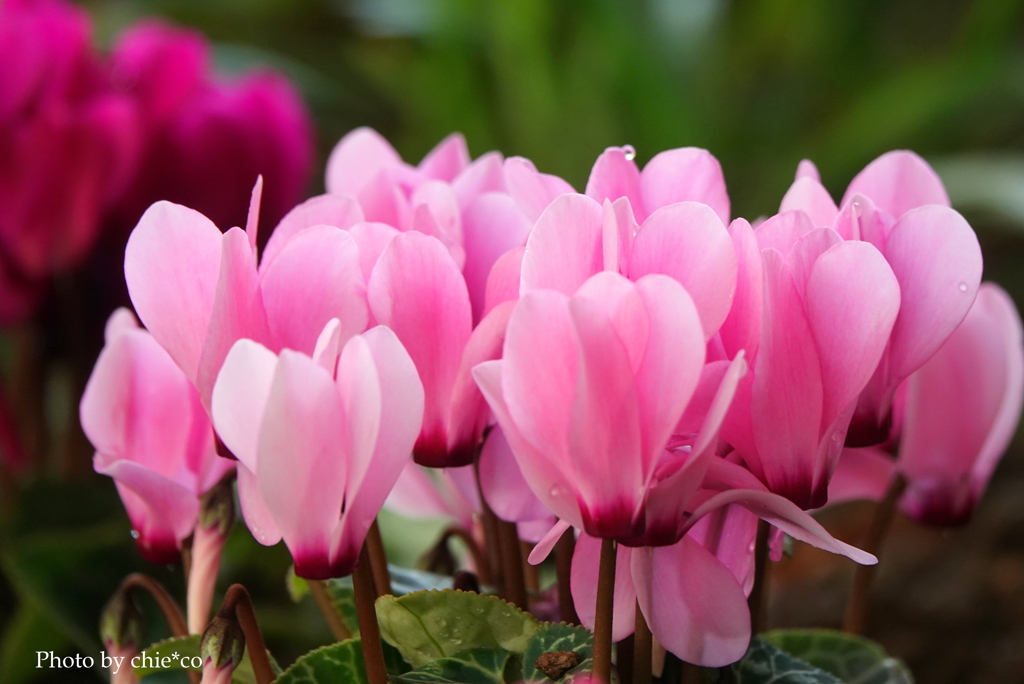 ガーデンシクラメン-009