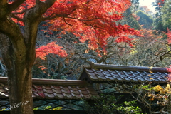 北鎌倉-336
