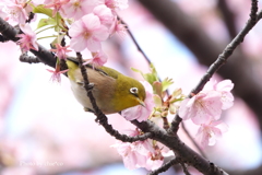 三浦海岸の河津桜-110