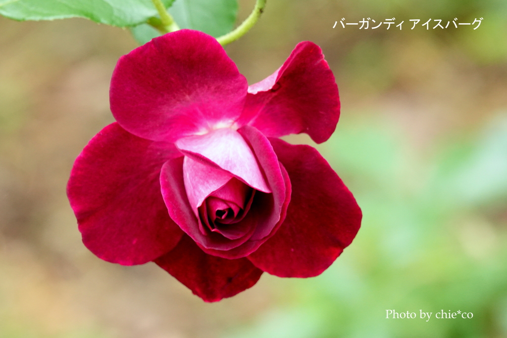 アメリカ山公園-152